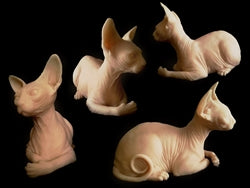 Sphynx Cat Skin Practice-1
